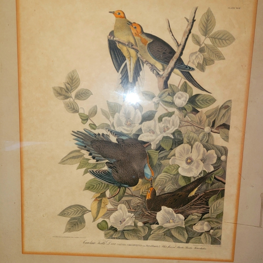 2 James Audobon paintings